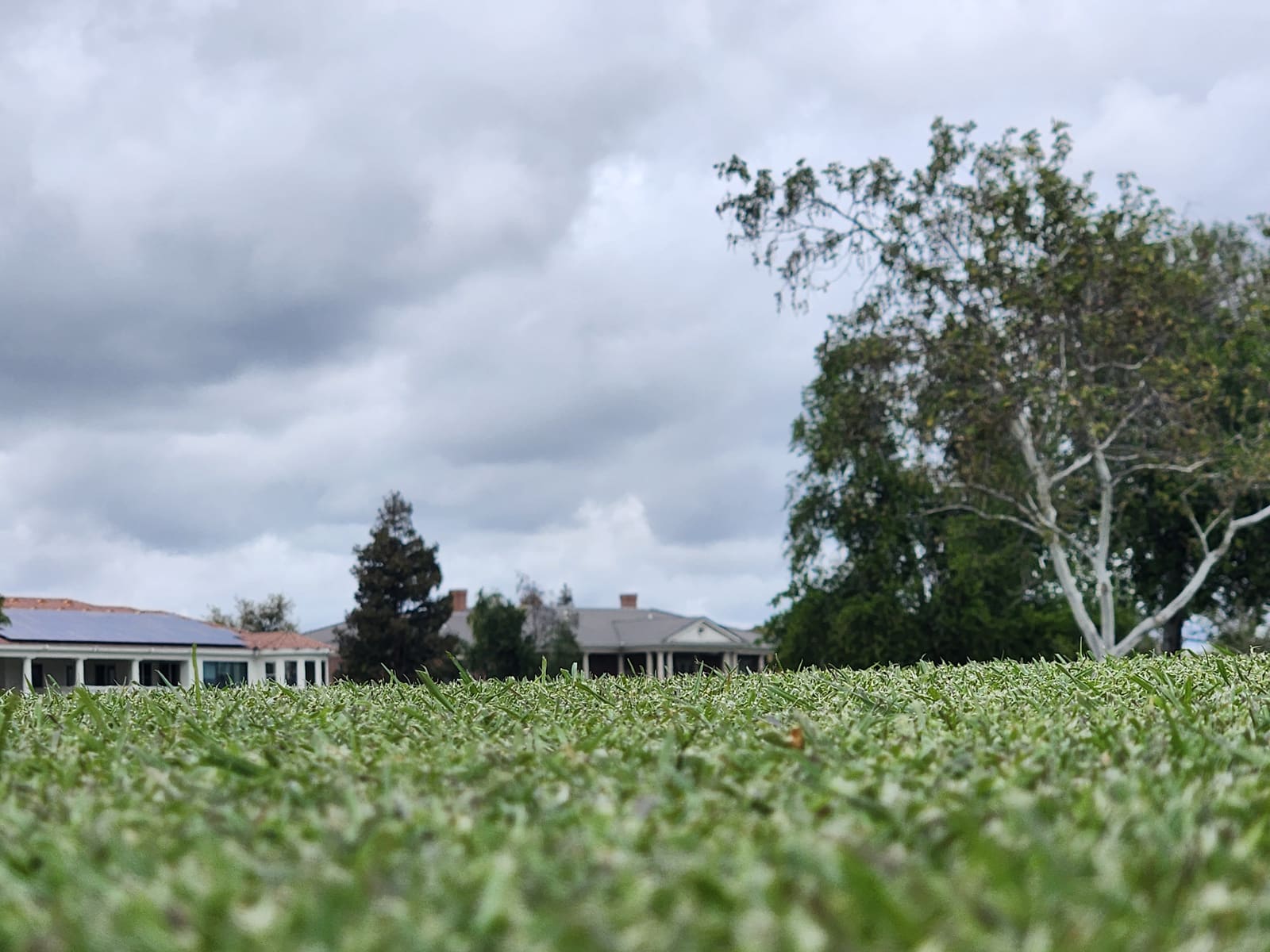 Golf course turf