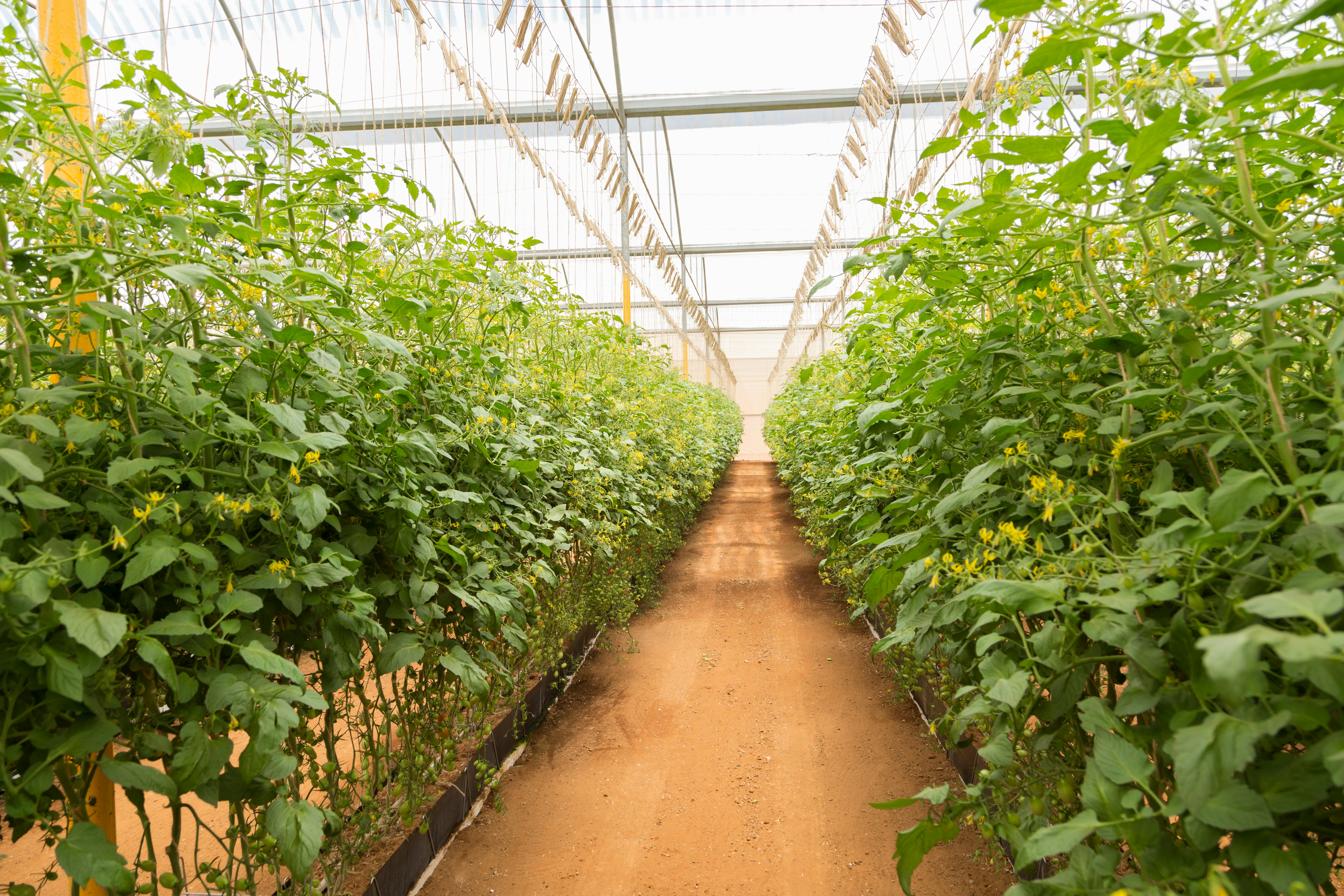 Indoor vegetable production under controlled conditions