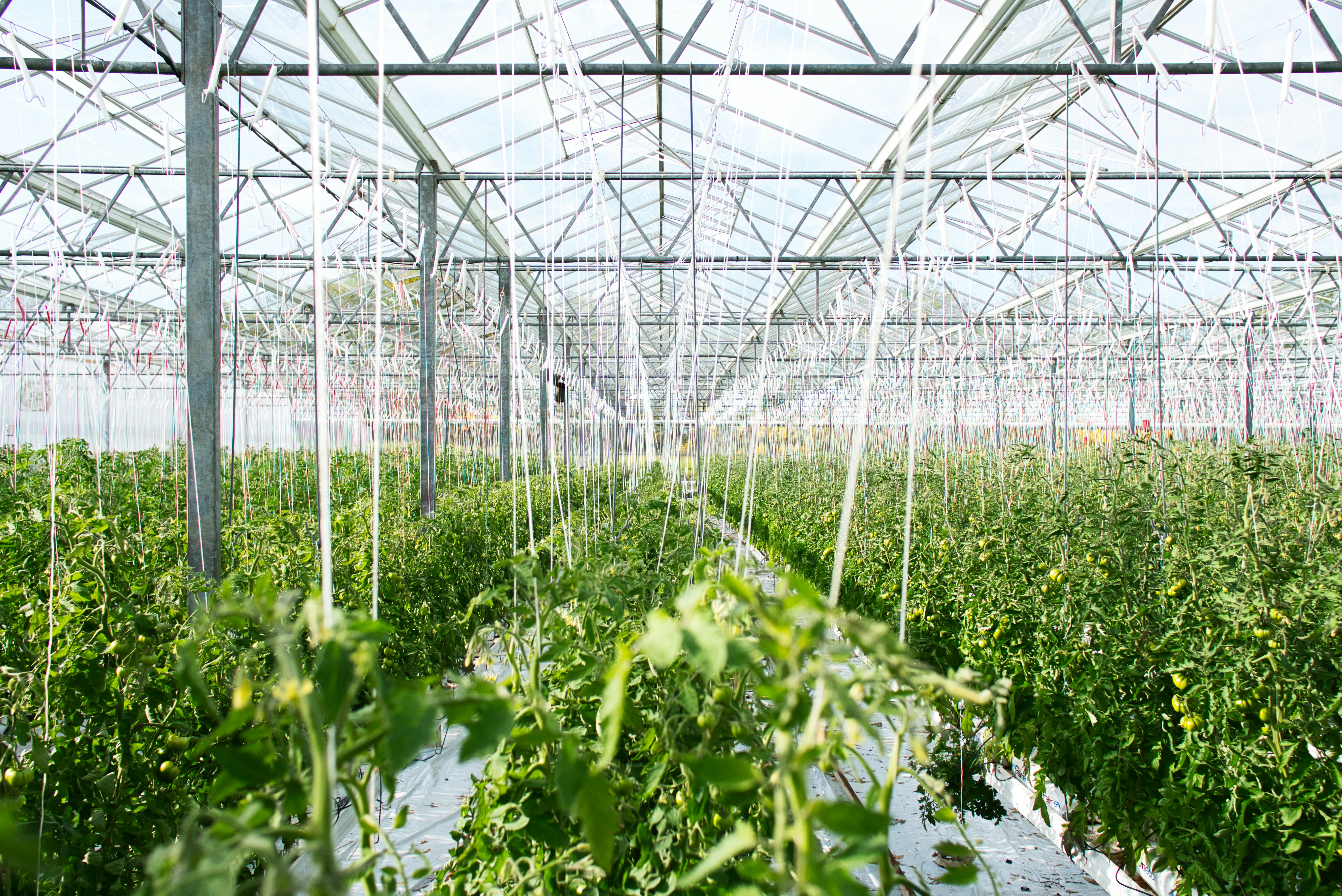 Indoor vegetable growing rows