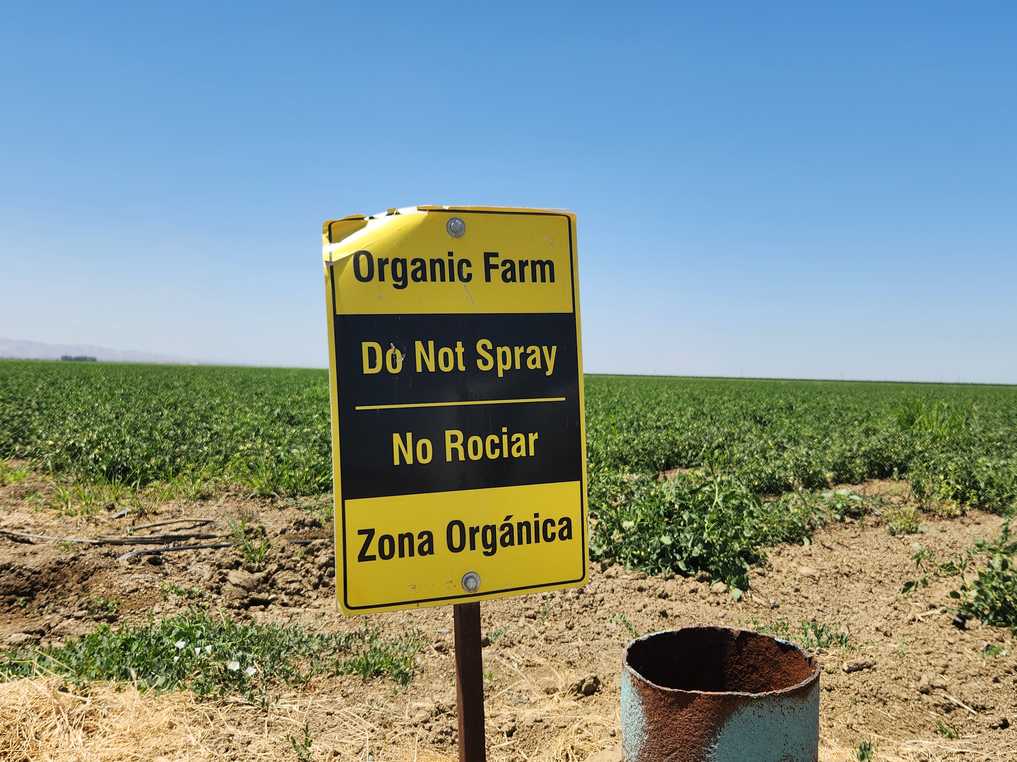 Organic only sign in front of tomato field