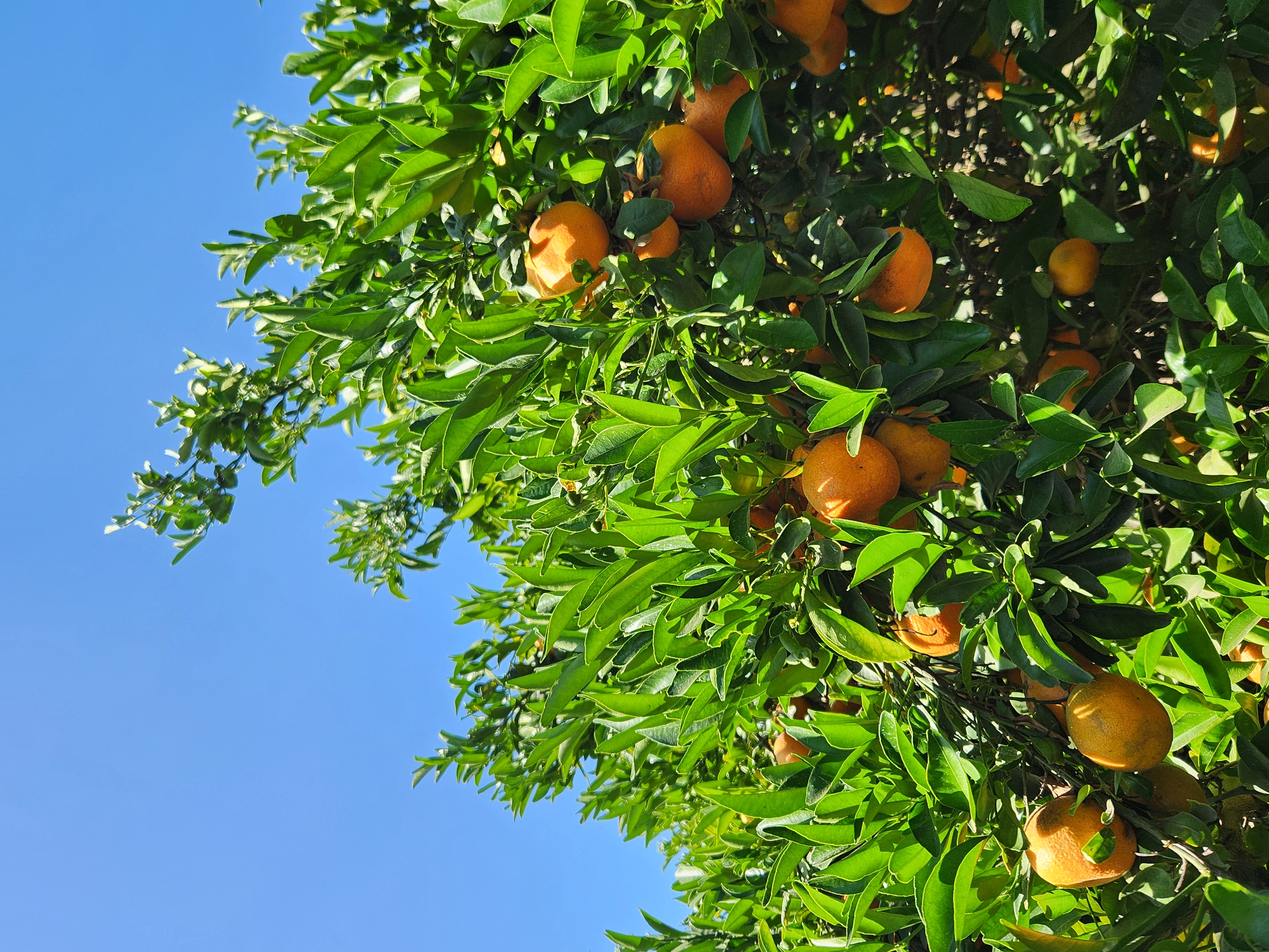 Mandarin citrus tree