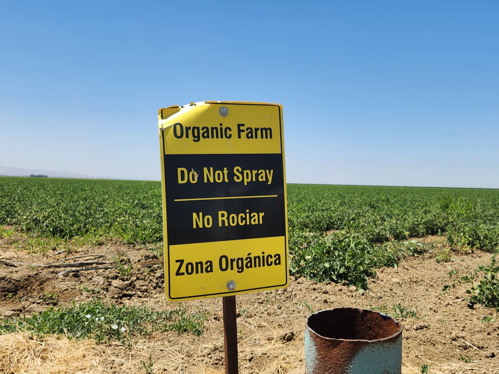 Organic only sign in front of tomato plants in the field