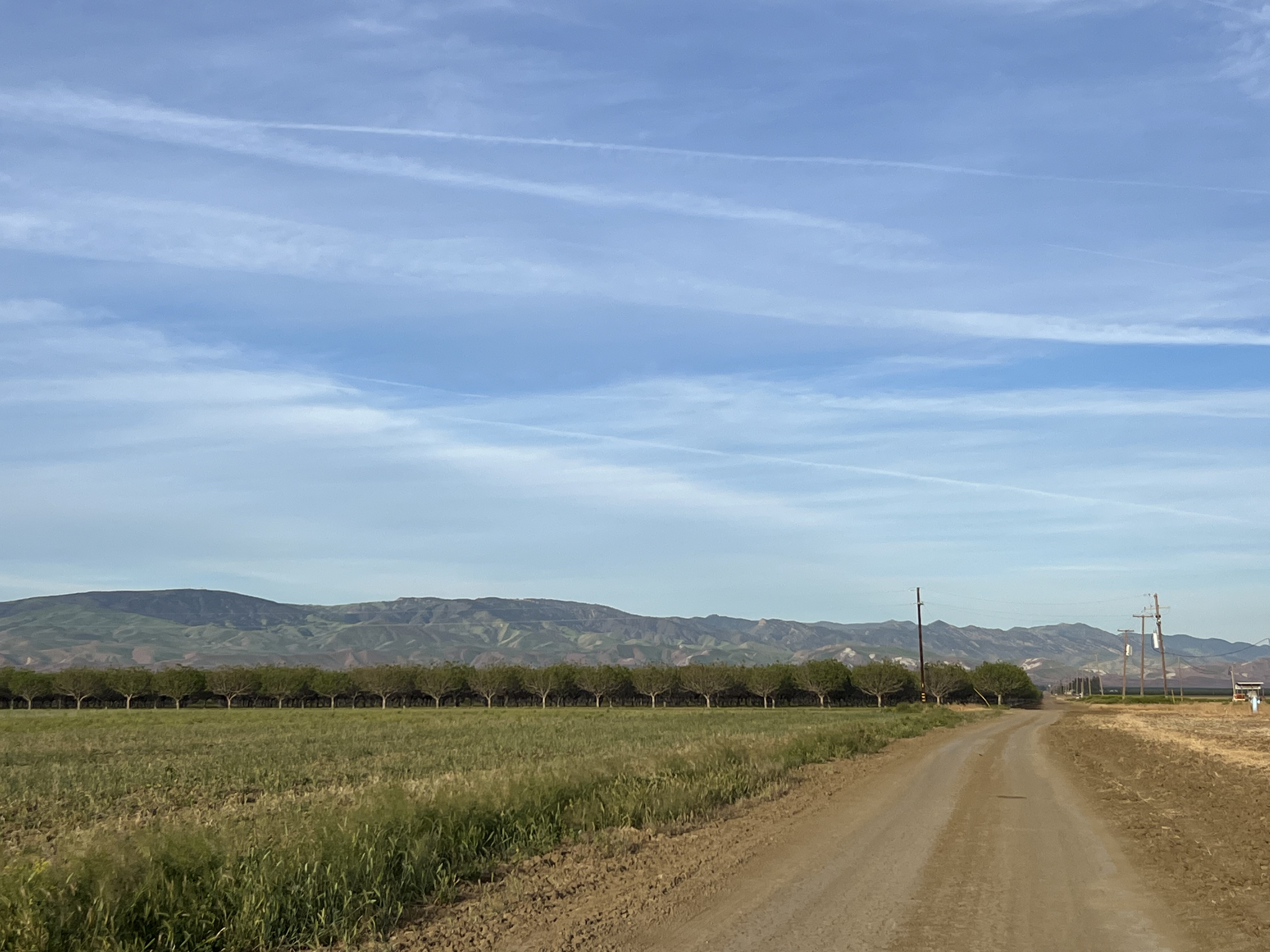 Pistachio field at dawn