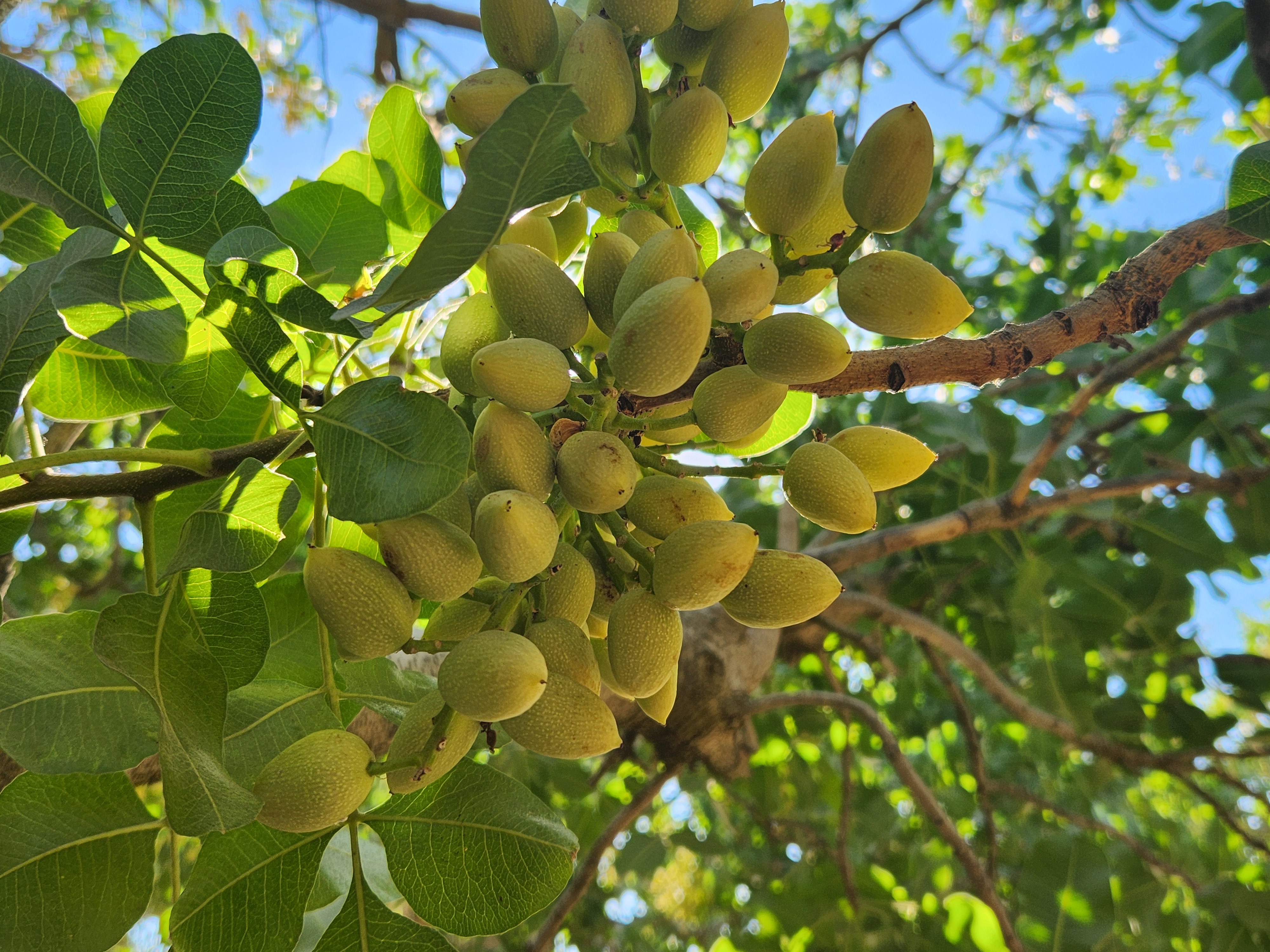 Pistachio cluster on tree