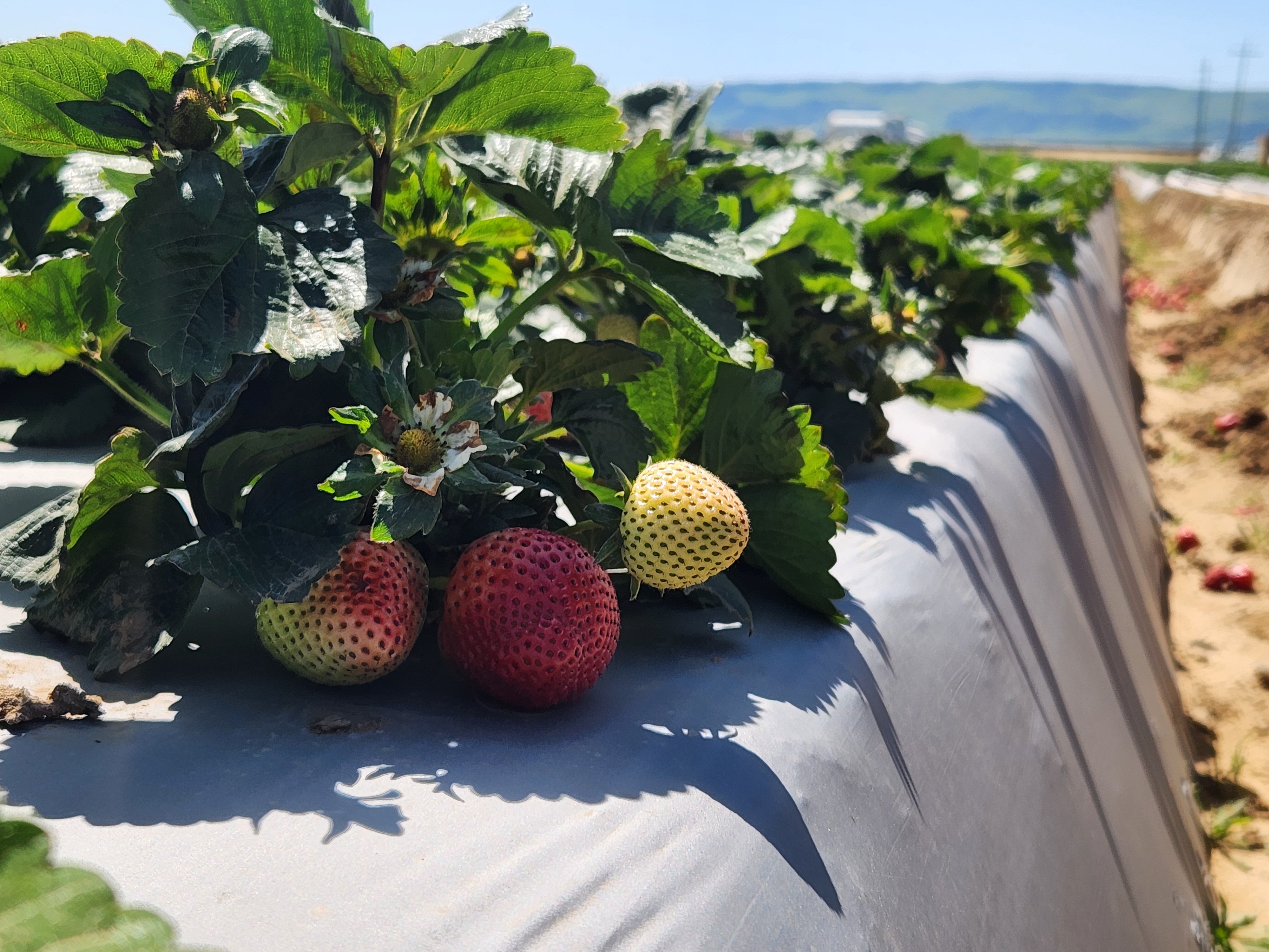 Effects of Carbonic Acid on Bicarbonates in Agricultural Production